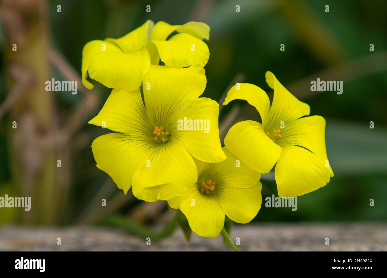 A close-up of some Oxalis pes-caprae flowers, natural Stock Photo
