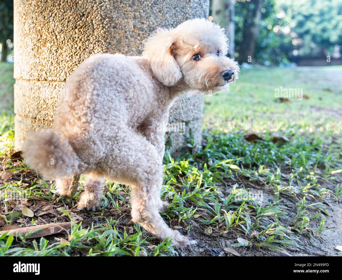 A cute toy puddle pooping on the grass in the park Stock Photo - Alamy