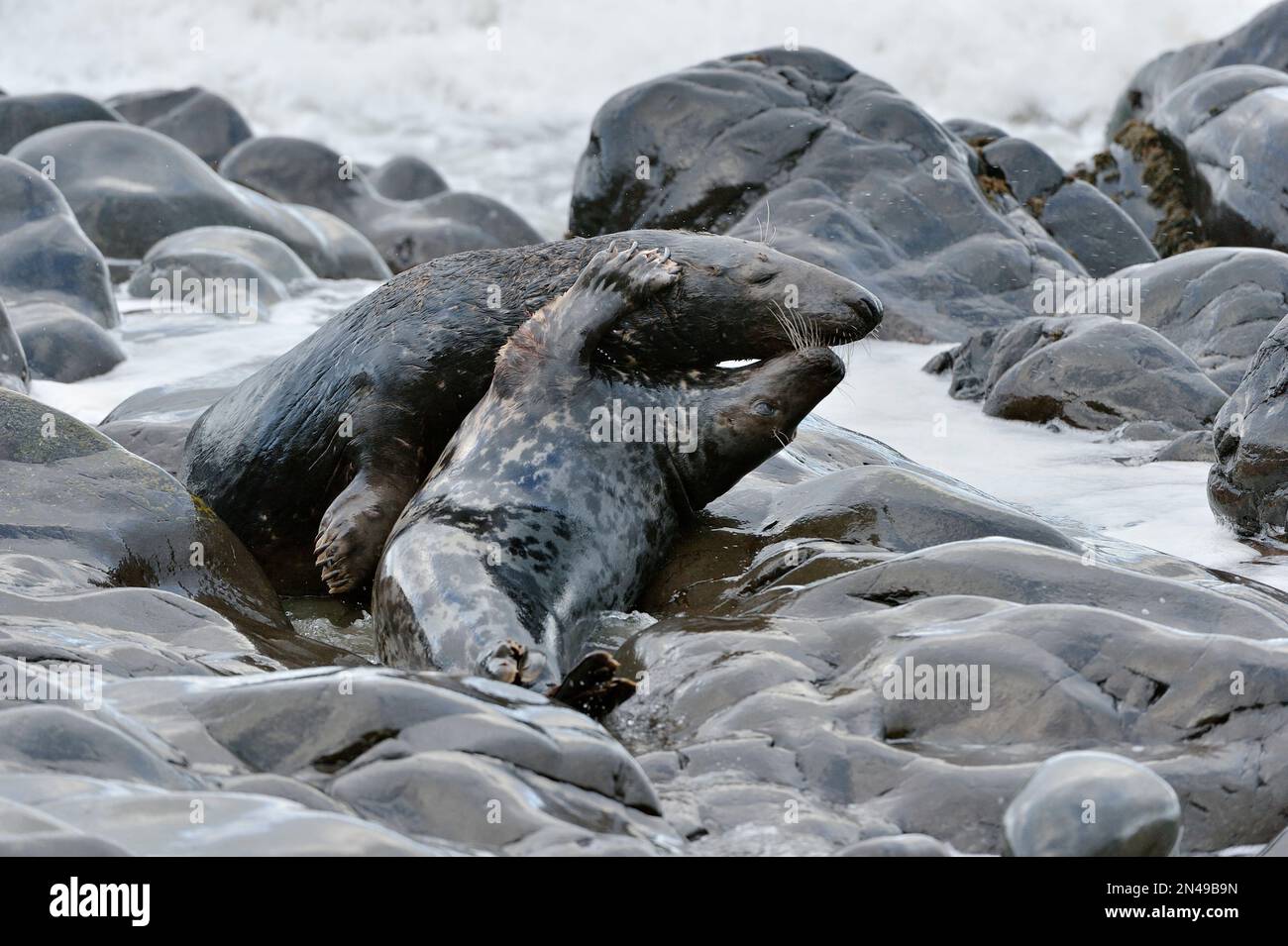 Grey Seal (Halichoerus grypus) pair, cow and bull, displaying courting
