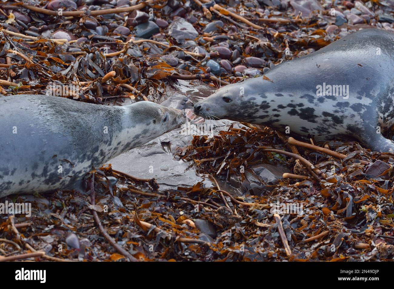 Grey Seal (Halichoerus grypus) cows / females bickering, St Abbs Head ...