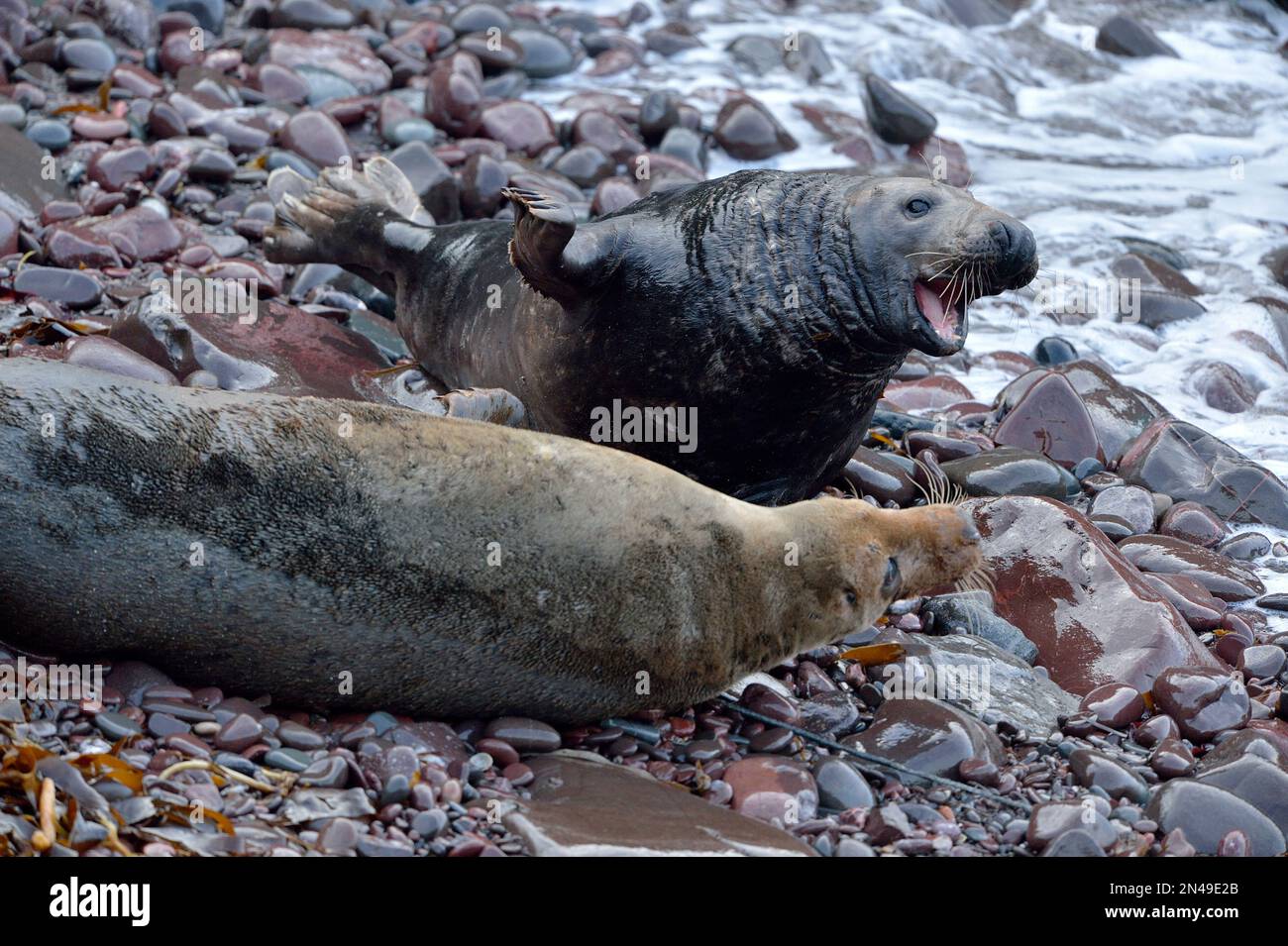 Grey Seal (Halichoerus grypus) pair, cow and bull, displaying courting