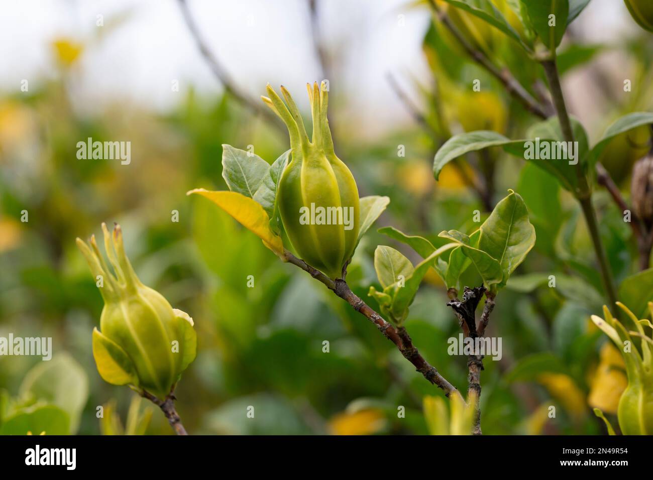 Young fruits of cape jasmine on the tree in darden. Stock Photo