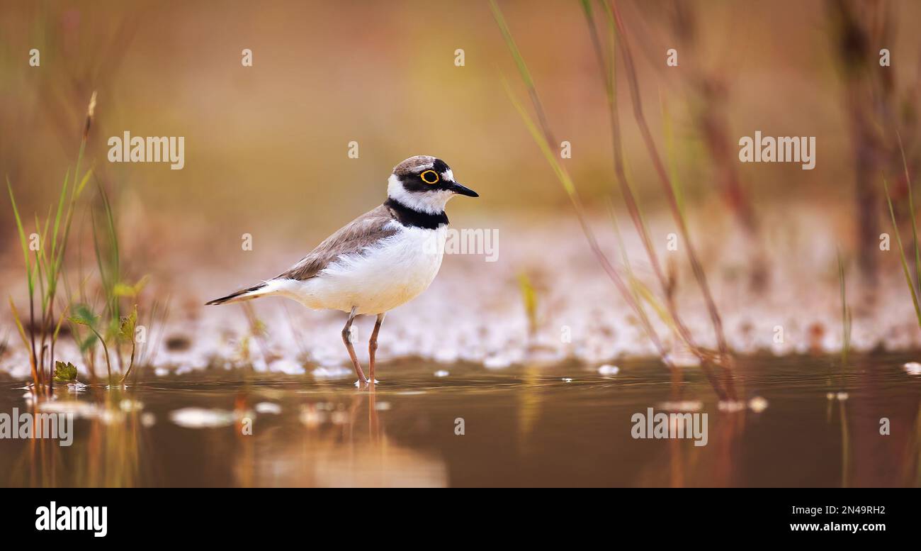 Mating little ringed plover hi-res stock photography and images - Alamy