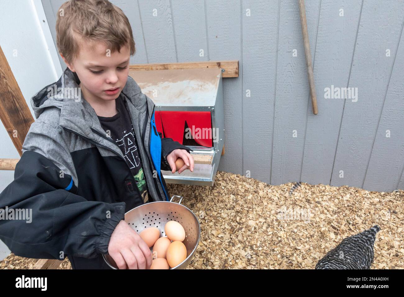 Denver, Colorado - Adam Hjermstad, Jr., 8, collects eggs from his family's chicken coop. Stock Photo