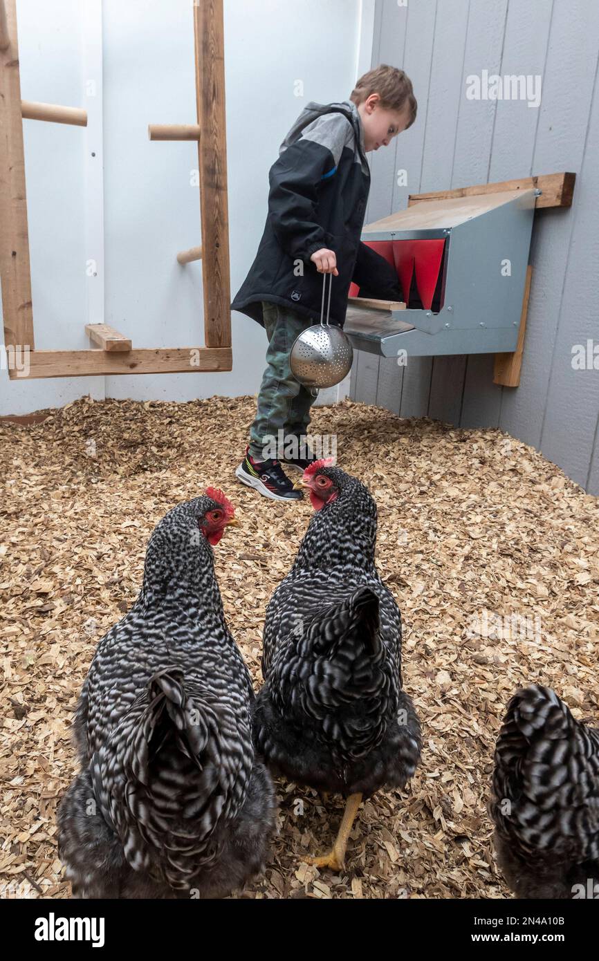 Denver, Colorado - Chickens watch as Adam Hjermstad, Jr., 8, collects eggs from his family's chicken coop. Stock Photo
