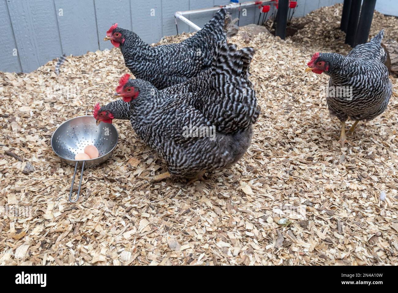 Denver, Colorado - Barred Rock chickens inspect eggs which are being collected from a chicken coop. Stock Photo