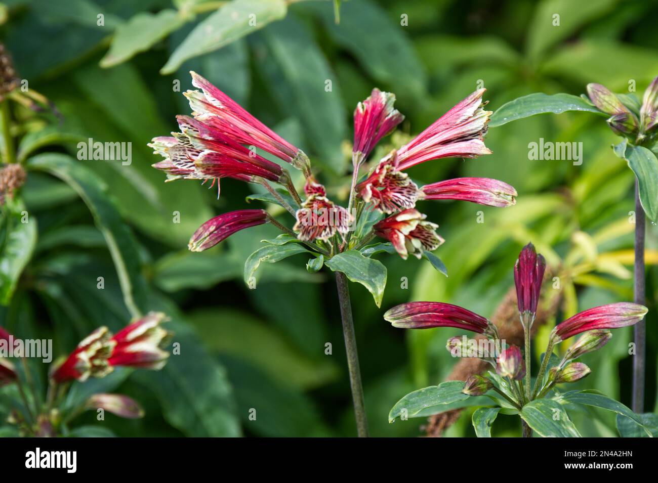 Red trumpet flowers of Alstroemeria psittacina also known as parrot lily in UK garden September Stock Photo