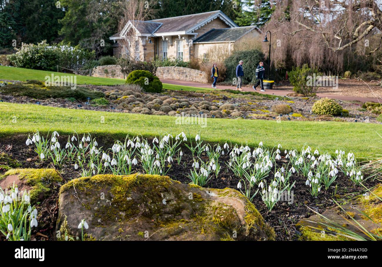 Edinburgh, Scotland, UK, 8th February 2023. UK Weather: signs of Spring at the Royal Botanic Garden. The snowdrops are in full bloom around the gardens. Credit: Sally Anderson/Alamy Live News Stock Photo