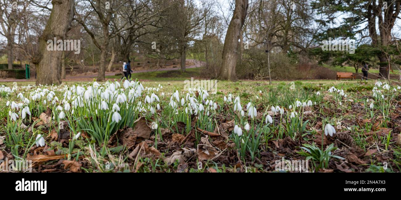 Edinburgh, Scotland, UK, 8th February 2023. UK Weather: signs of Spring at the Royal Botanic Garden. The snowdrops are in full bloom around the gardens. Credit: Sally Anderson/Alamy Live News Stock Photo