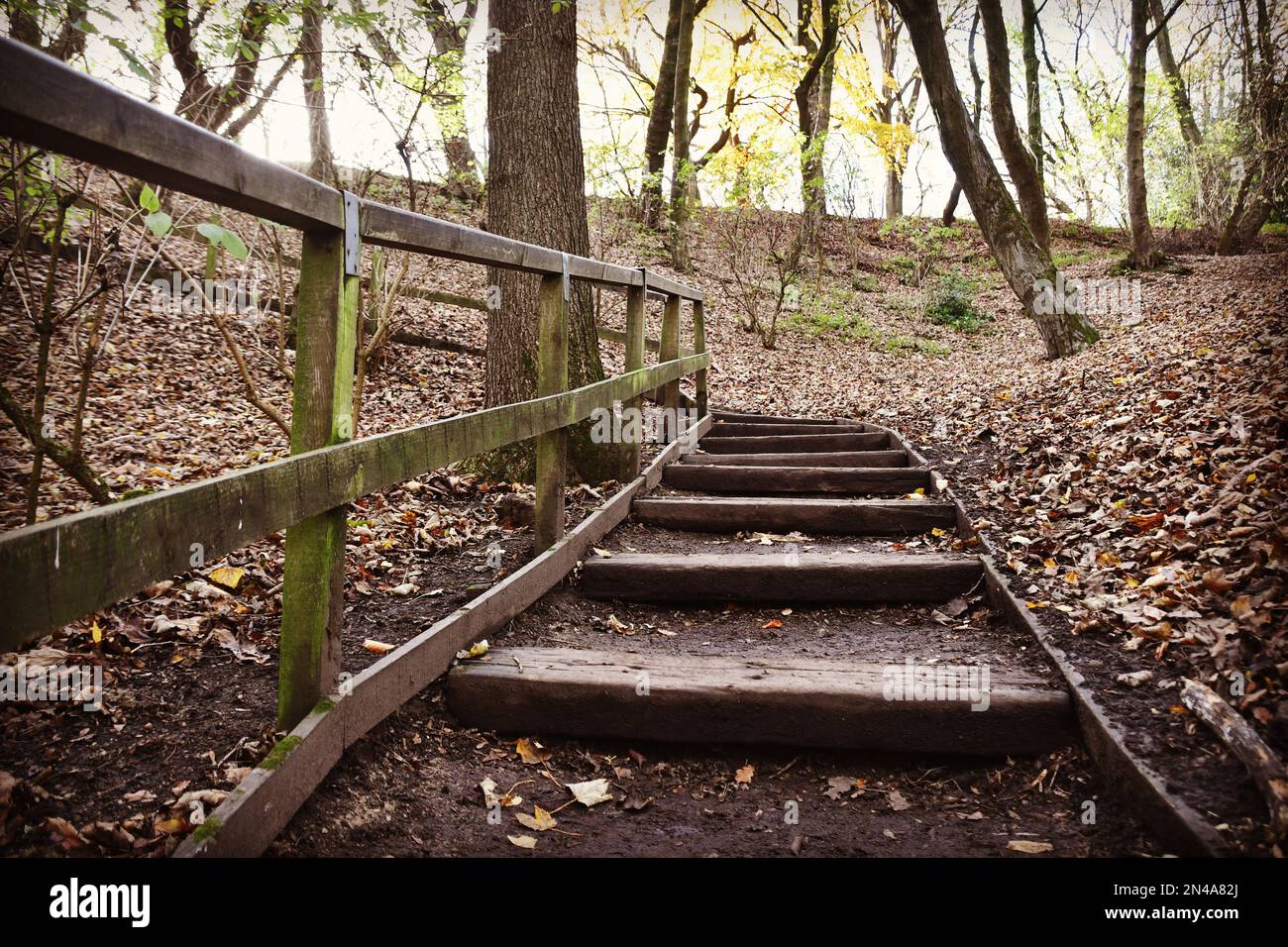 Wooden stairs on forest hi-res stock photography and images - Alamy