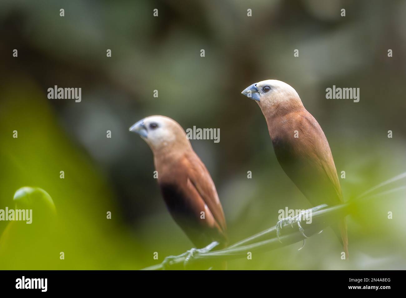 A pair of white headed Estrildidae sparrows or estrildid finches perched on a power line swaying in the wind, blurred green leaves background Stock Photo