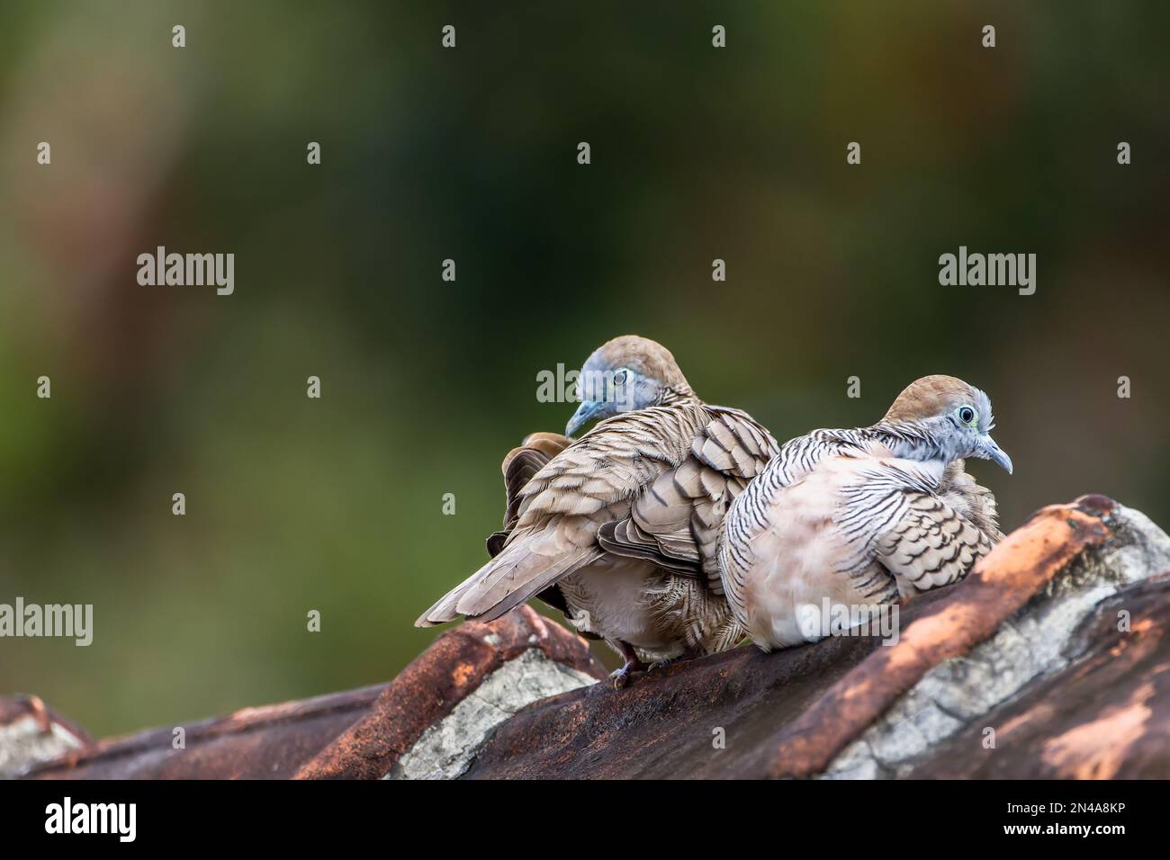 A pair of spotted dove (Spilopelia chinensis) is a small and somewhat long-tailed pigeon perched on a roof tile, a blurry green foliage background Stock Photo