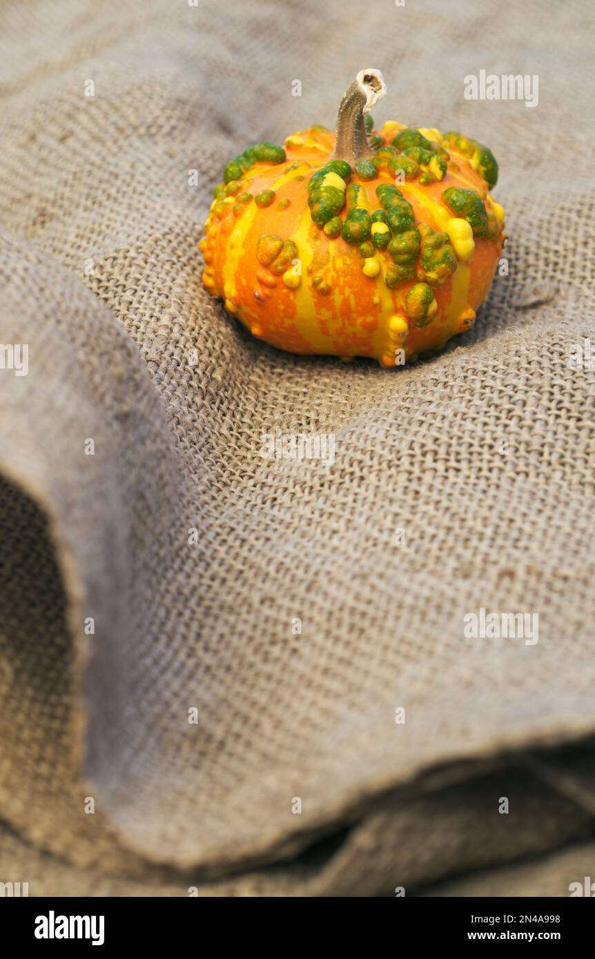 small pumpkin with bumps on burlap Stock Photo