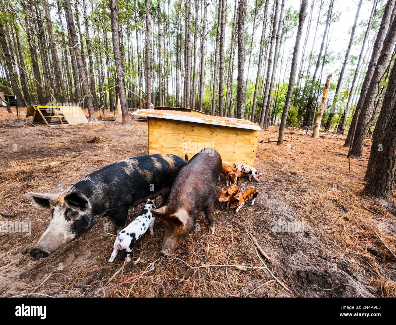 The pigs in the forest with deciduous trees Stock Photo Alamy