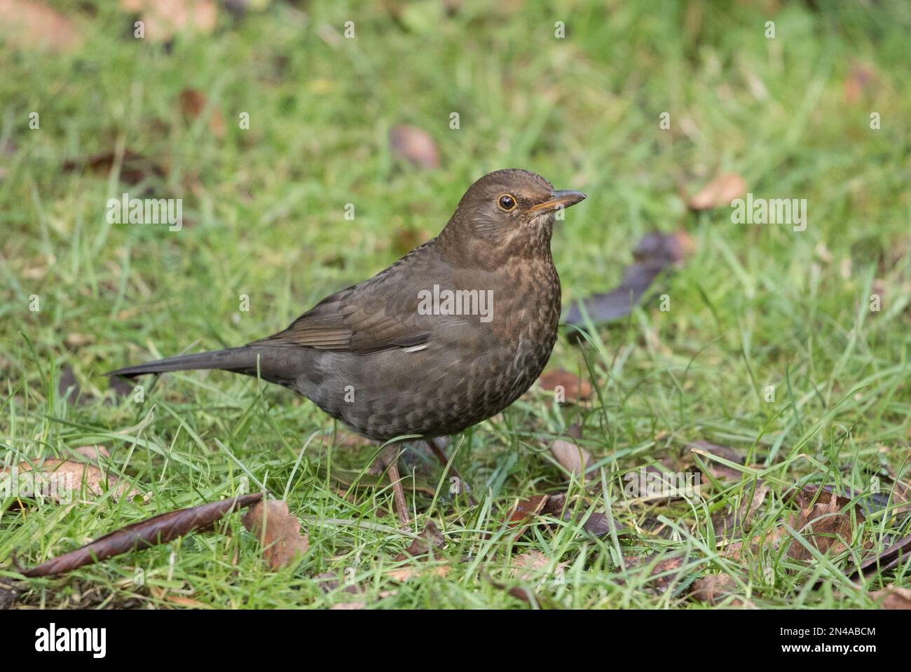 Blackbird, RSPB Fairburn Ings Stock Photo