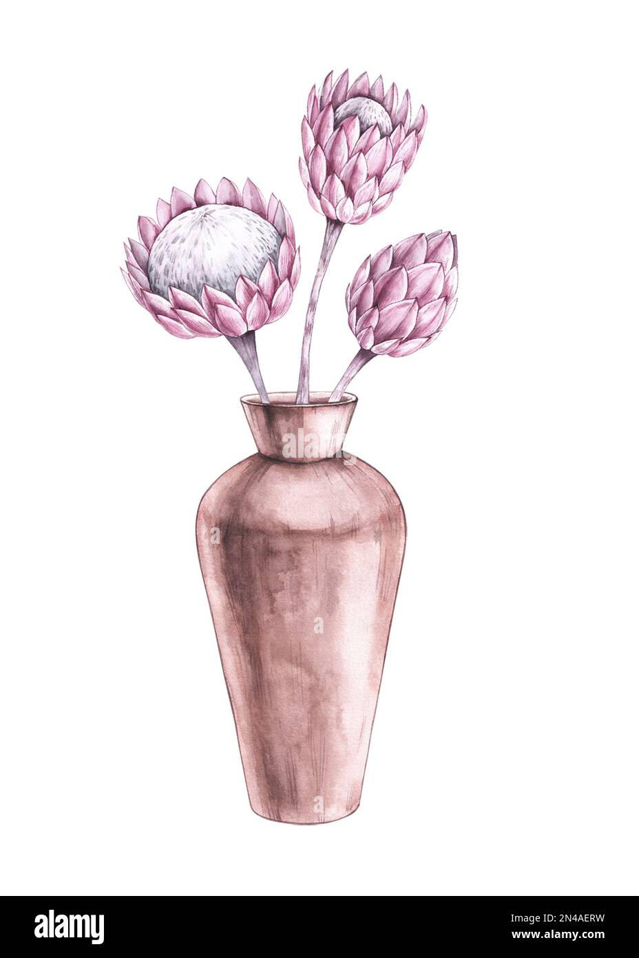 Watercolor vase with protea on a white background in boho style. Boho