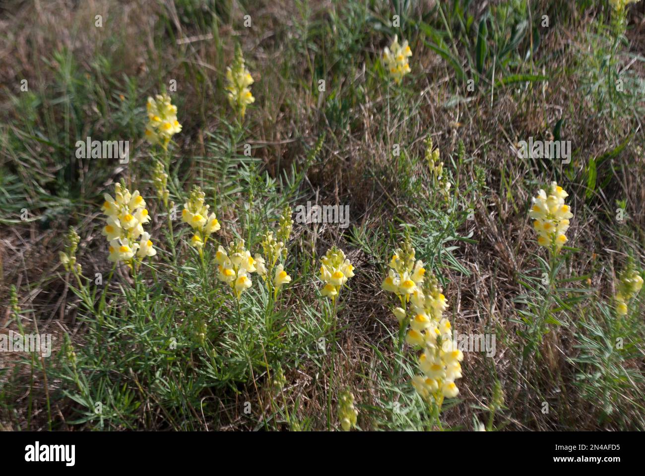 Woodhall Spa, Lincolnshire, England Stock Photo Alamy