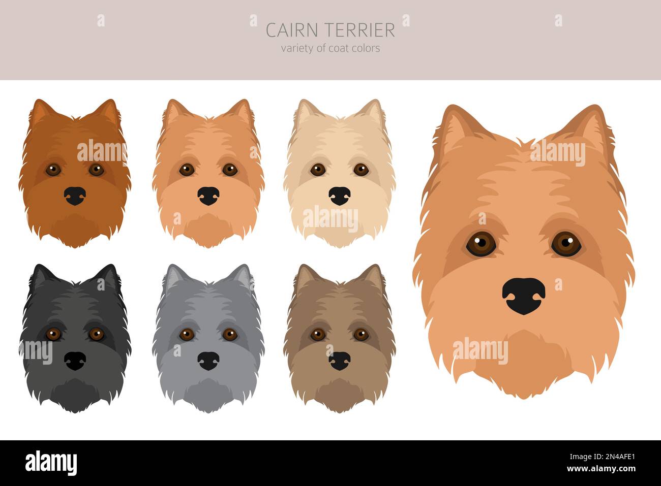 Cairn terrier clipart. Different poses, coat colors set. Vector