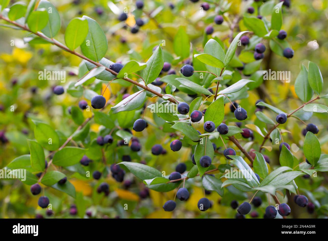 Detail of a myrtle bush with berries in autumn selective focus, natural background Stock Photo