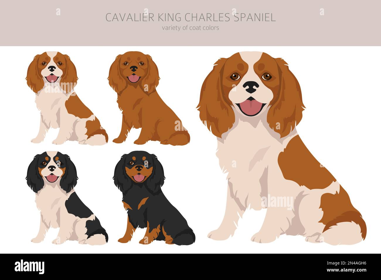 Cavalier King Charles Spaniel clipart. All coat colors set. Different