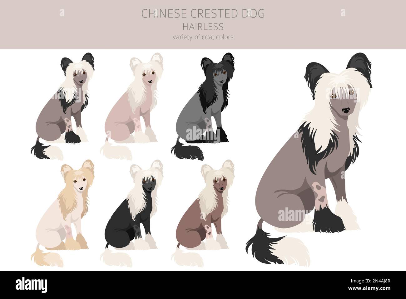 Chinese crested dog hairless variety clipart. Different poses, coat