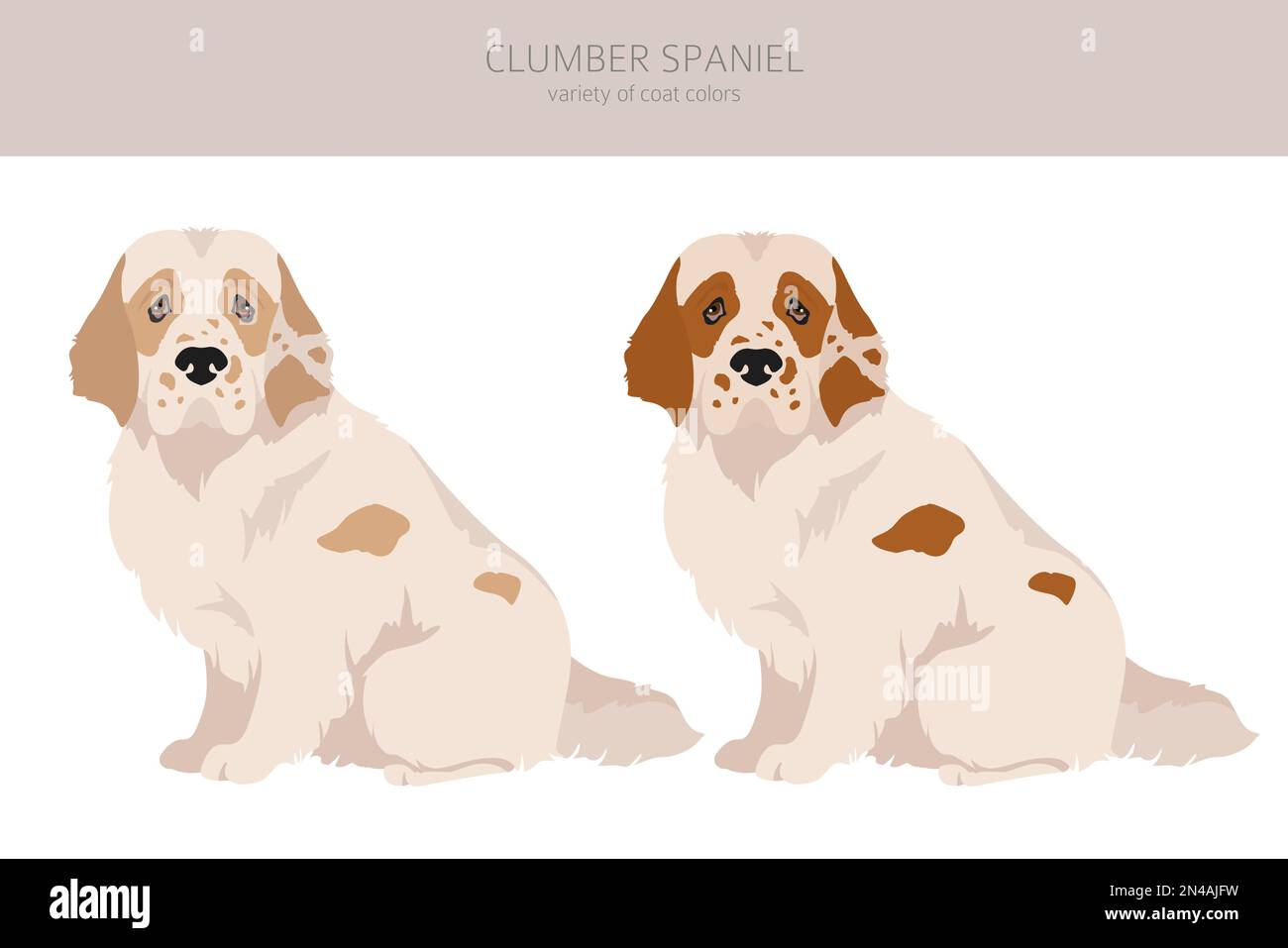 Clumber spaniel clipart. Different poses, coat colors set.  Vector illustration Stock Vector