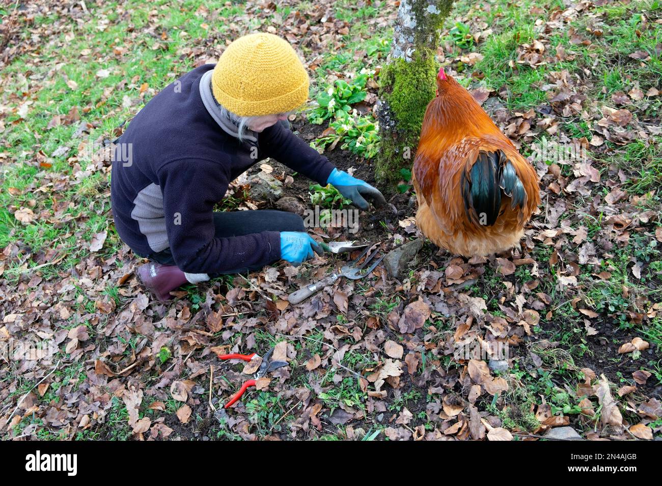 Older woman person gardening weeding digging soil around polyanthus flowers planted around tree in February winter early spring Wales UK KATHY DEWITT Stock Photo
