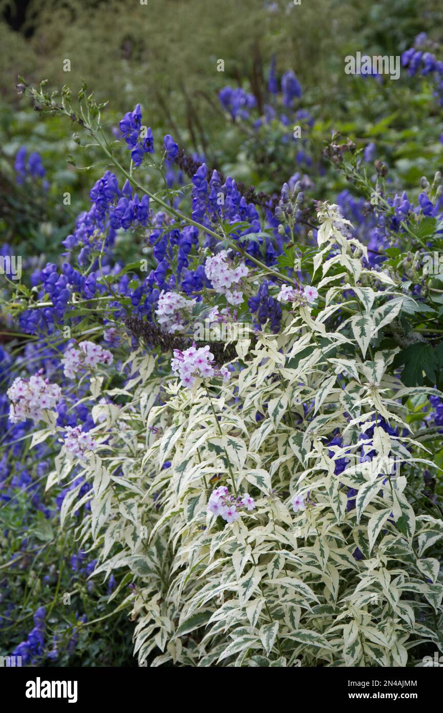 Variegated foliage and pink flowers of Phlox Paniculata Norah Leigh and blue Aconitum monkshood in a UK garden September Stock Photo