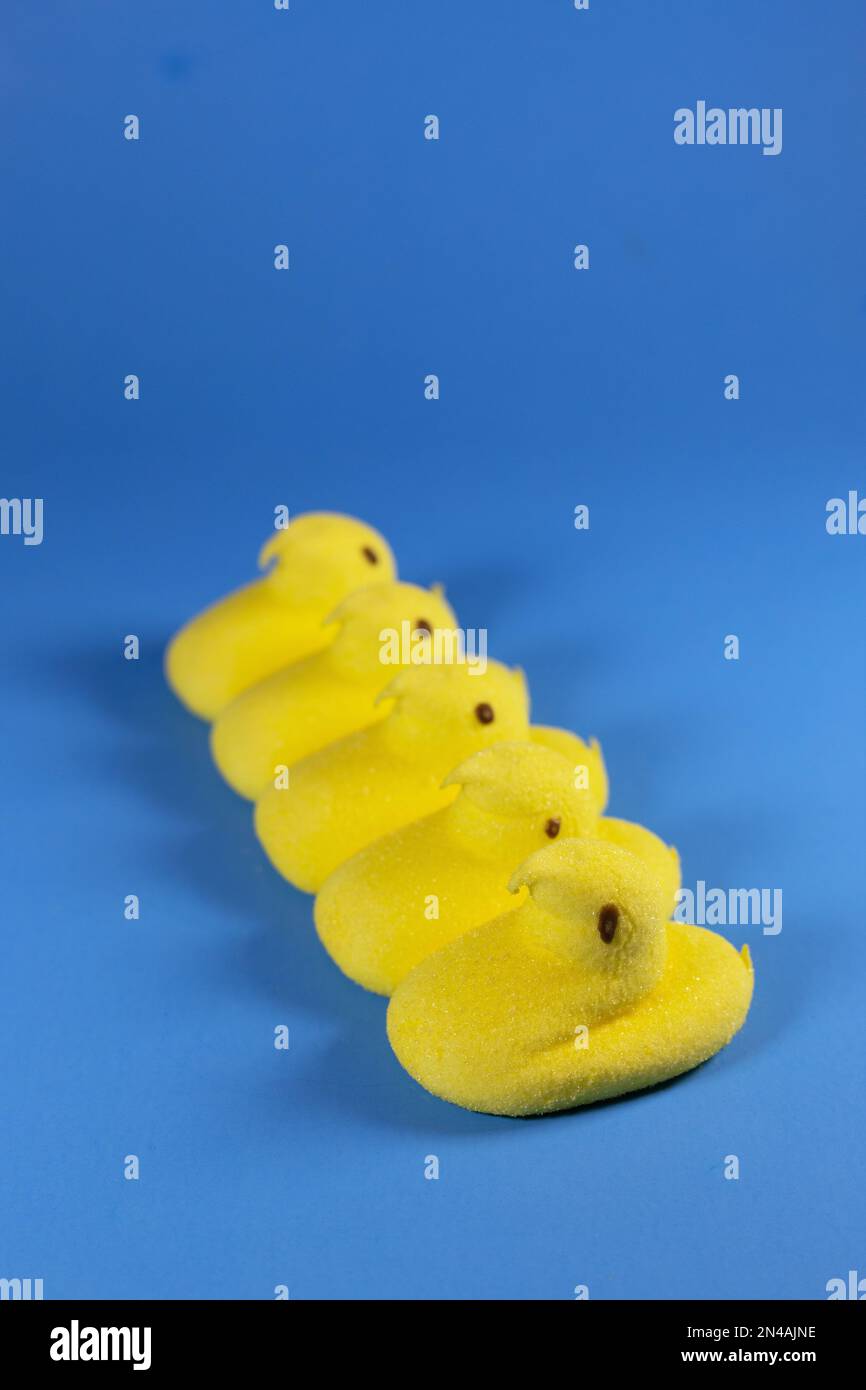 A row of yellow peeps Easter candy on a blue background. Stock Photo