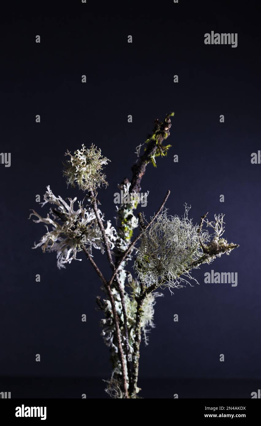 Various types of lichen on sticks against a black background. Stock Photo