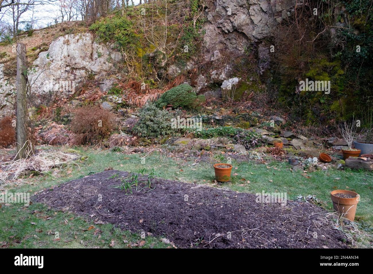 View of back garden in winter with empty terracotta pots and frozen soil ground Carmarthenshire Wales UK  KATHY DEWITT Stock Photo