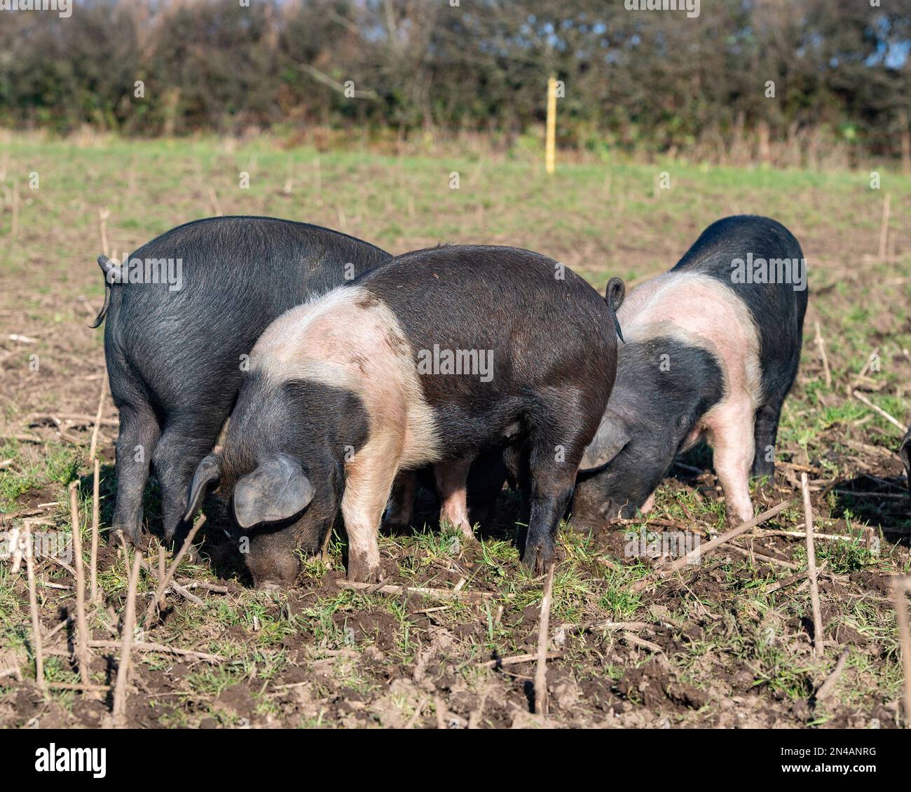 saddleback weaner pigs outdoors Stock Photo