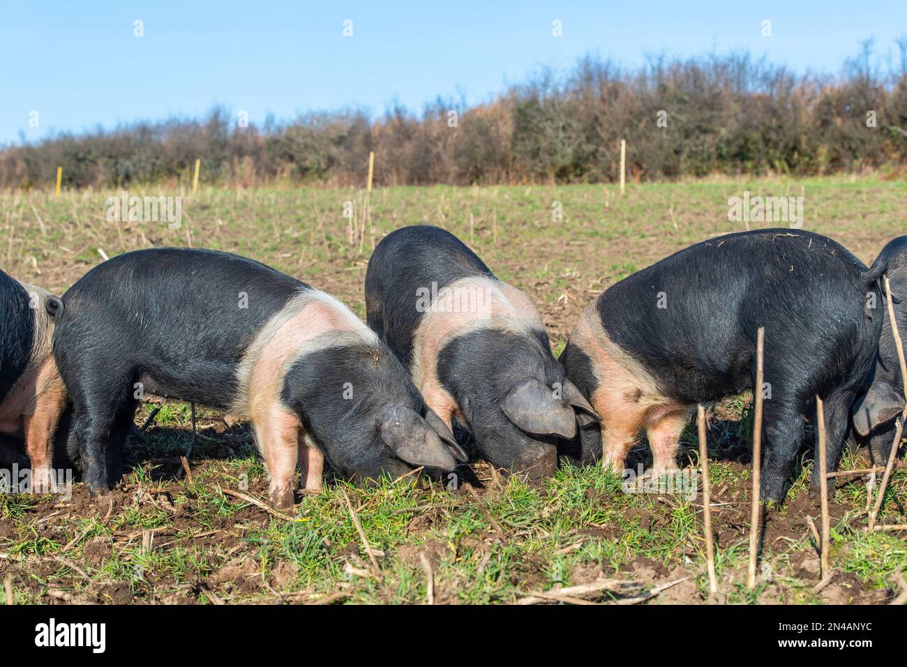 saddleback weaner pigs outdoors Stock Photo