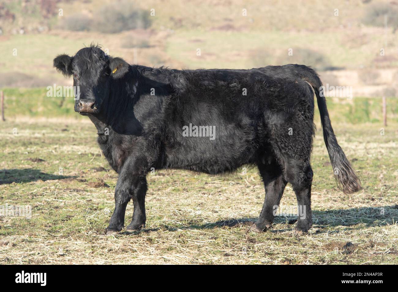 welsh black suckler cow Stock Photo