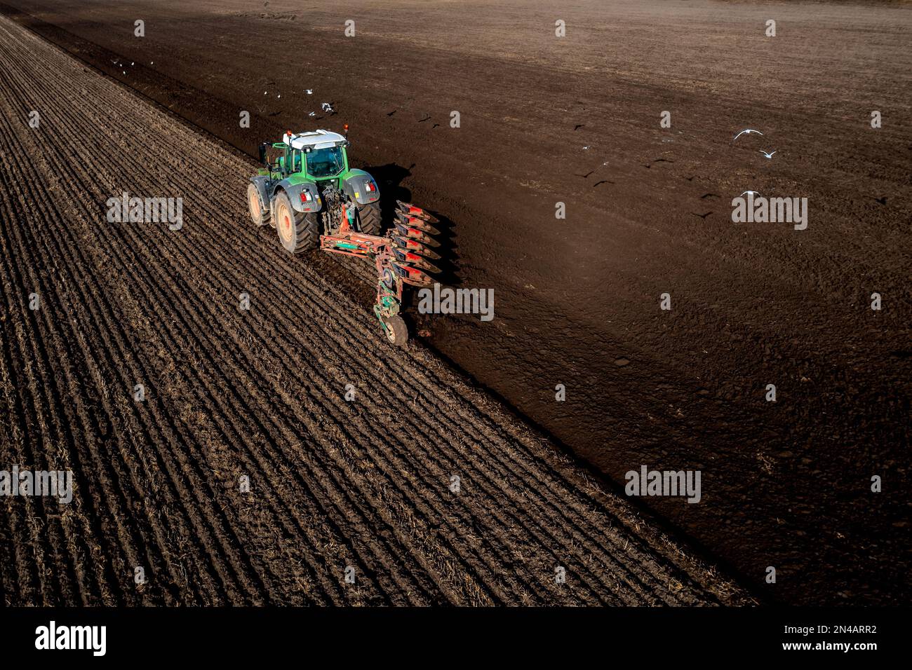 An aerial view of a tractor ploughing a fertile agricultural field with a flock of seagulls and birds scavenging for food in the soil Stock Photo
