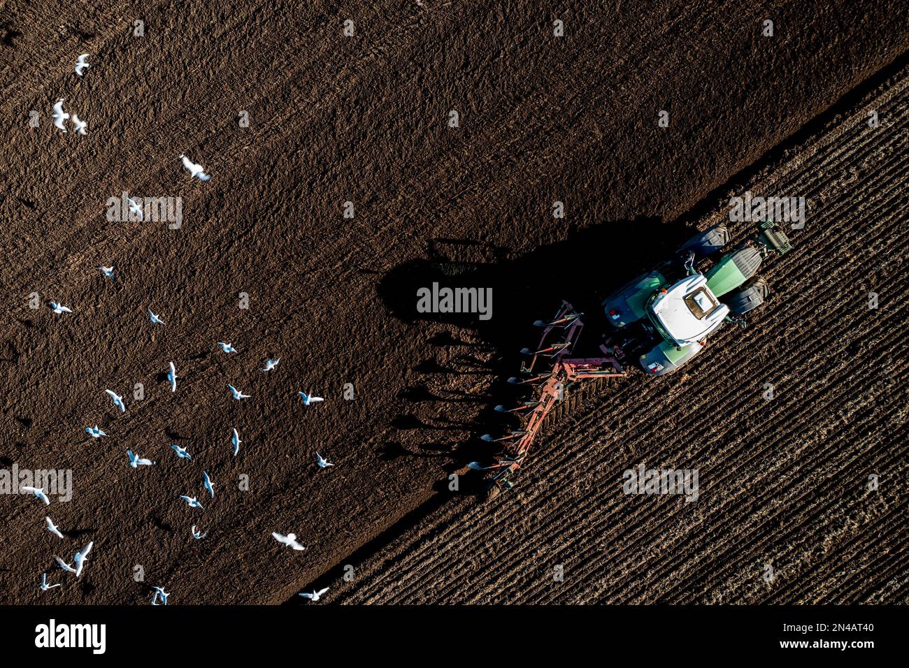 An aerial view of a tractor ploughing a fertile agricultural field with a flock of seagulls and birds scavenging for food in the soil Stock Photo