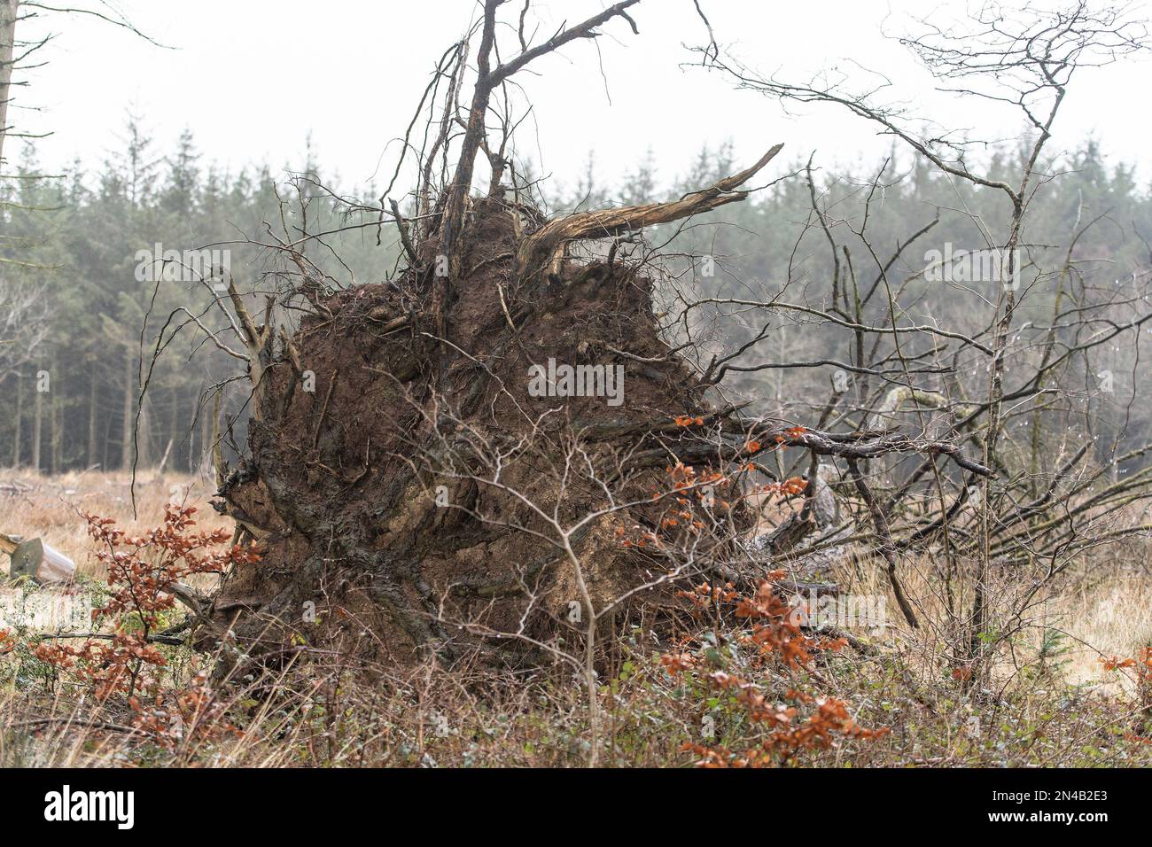 windblown storm damage tree Stock Photo