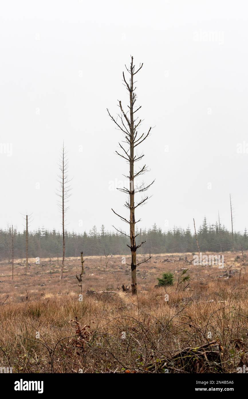 commercial forestry after trees have been felled Stock Photo