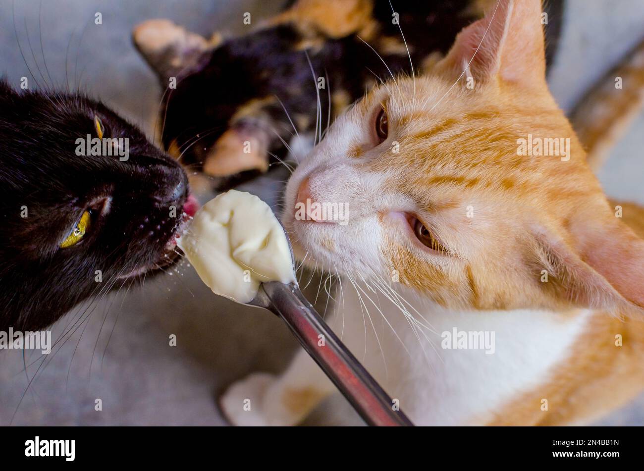cats licking milk on a spoon Stock Photo Alamy