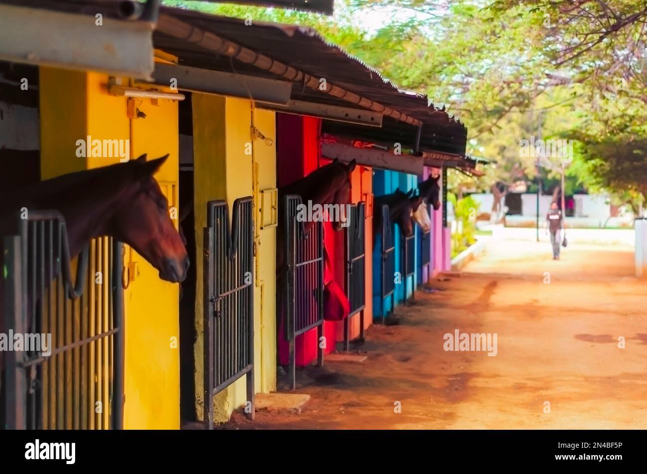 Horses in a stable looking at their stable hand walking towards their