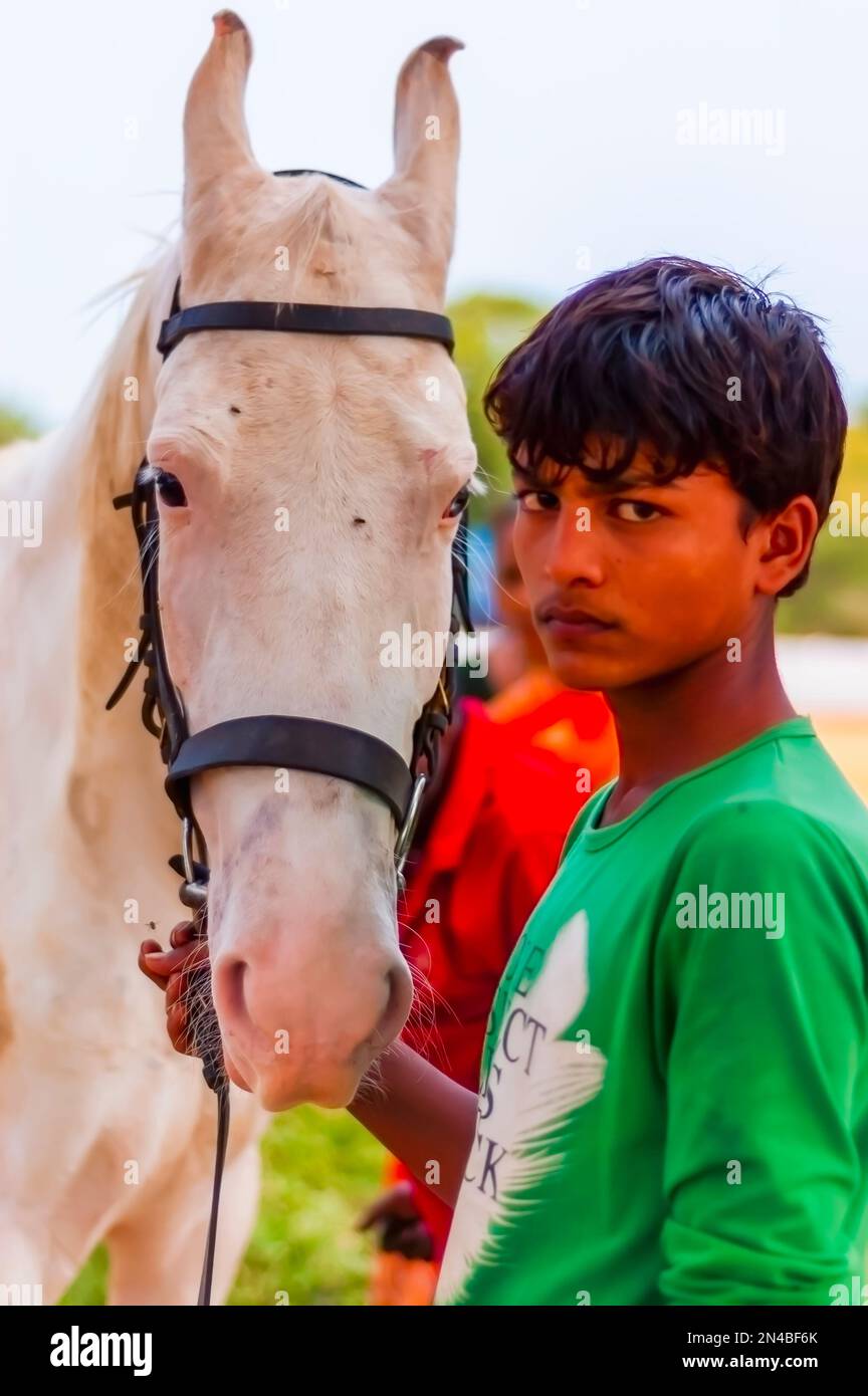 A horse handler holding the reigns of a white horse Stock Photo Alamy