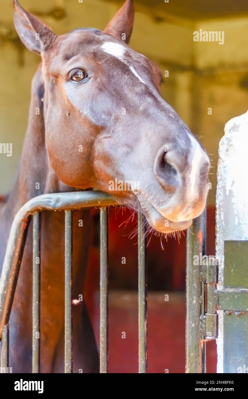 A dark brown horse inside a stall in a stable. Stock Photo