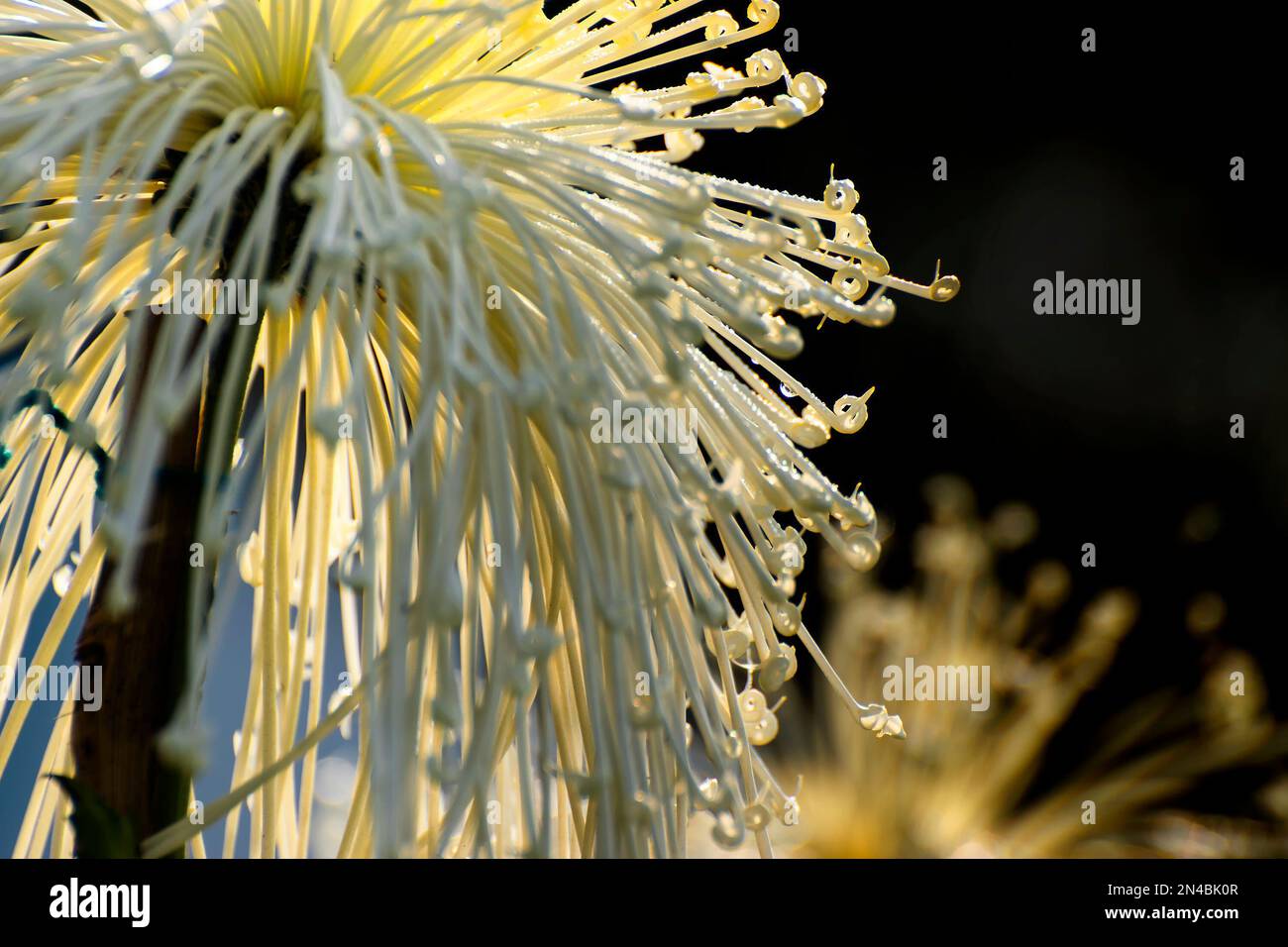 White Chrysanthemums, sometimes called mums or chrysanths, are