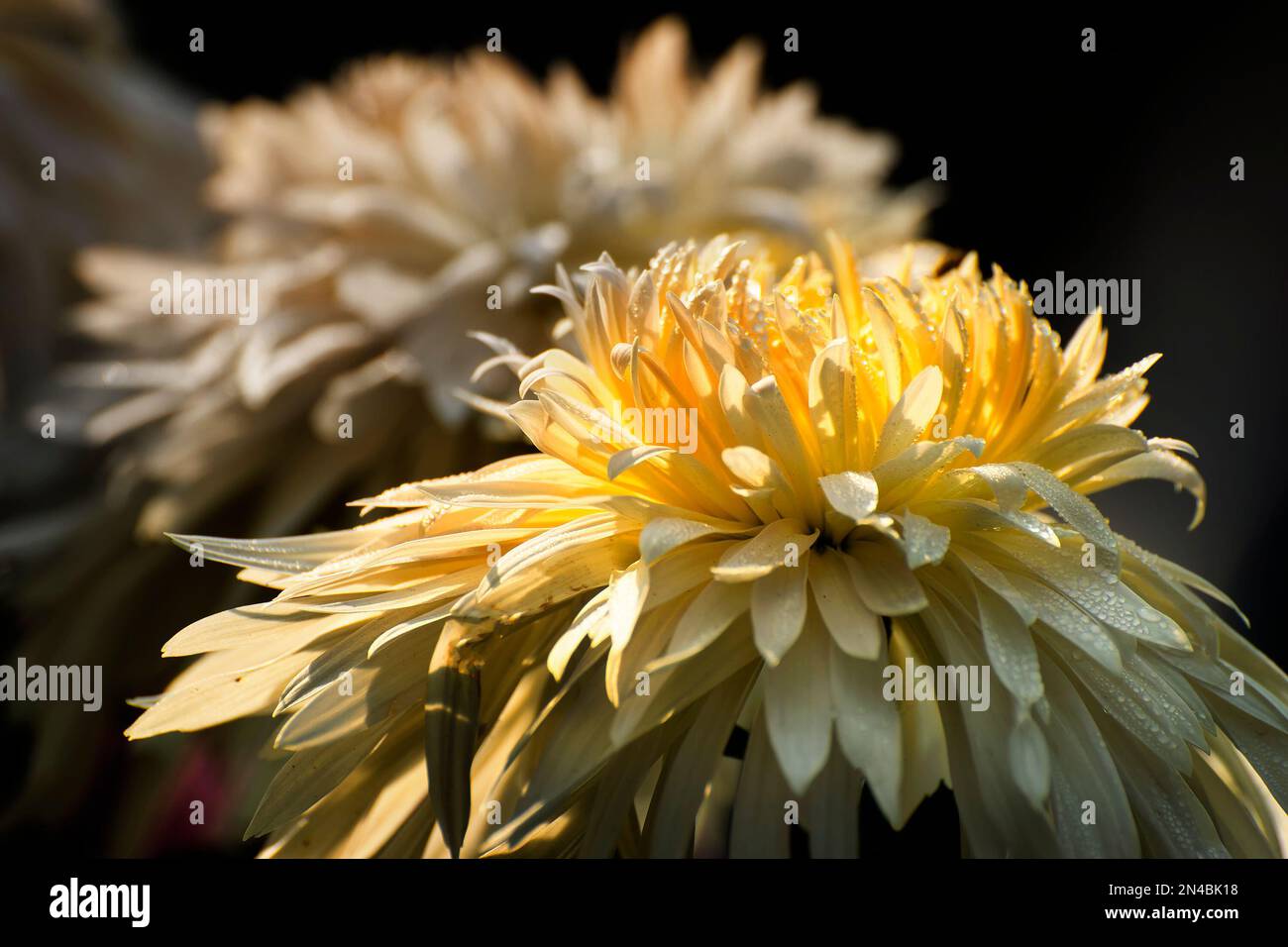 Yellow Chrysanthemums, sometimes called mums or chrysanths, are flowering plants of the genus Chrysanthemum in the family Asteraceae. Chandramallika. Stock Photo