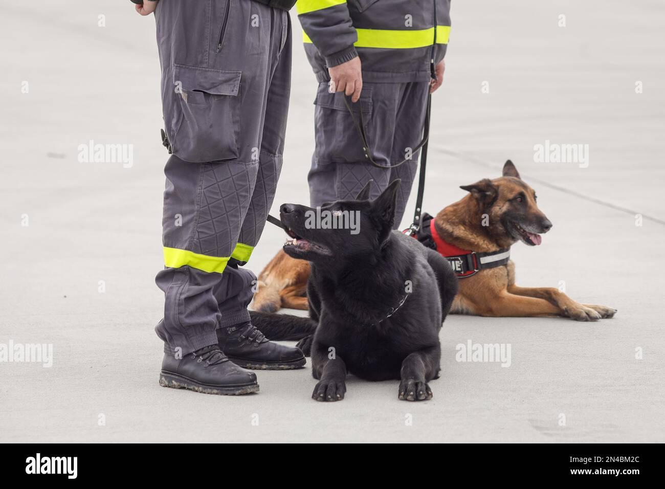 Rescue service dogs trained to detect victims of earthquakes and other disasters near his trainer. Stock Photo