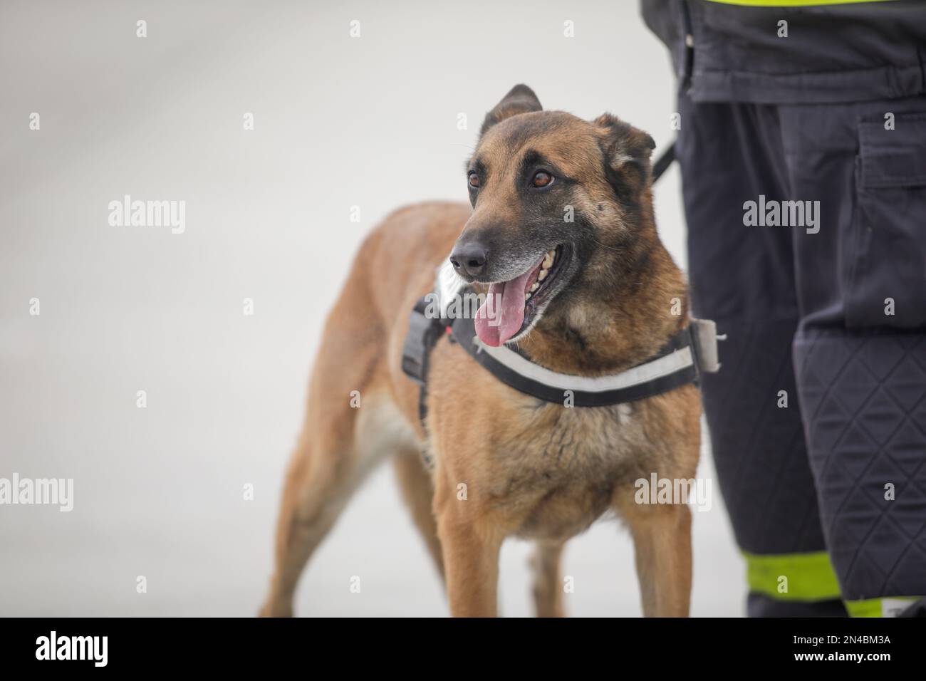 Rescue service dog trained to detect victims of earthquakes and other disasters near his trainer. Stock Photo