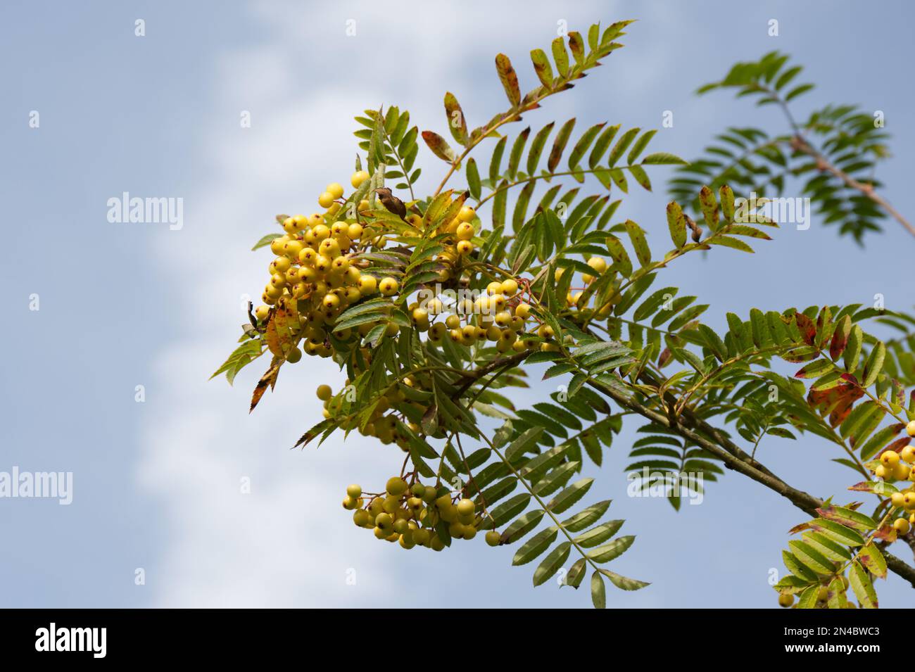 Yellow berries and green foliage of rowan Sorbus Joseph Rock against a blue sky, growing in a UK garden September Stock Photo