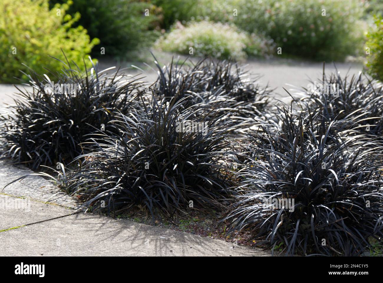 Plants of ornamental black grass Ophiopogon planiscapus 'Nigrescens' growing in a bed in a UK garden September Stock Photo