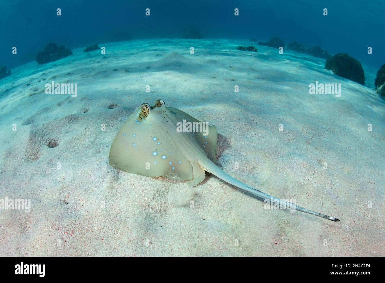A Blue-spotted stingray, Neotrygon kuhlii, lies on the sandy seafloor in Komodo National Park, Indonesia. This elasmobranch is common on coral reefs. Stock Photo