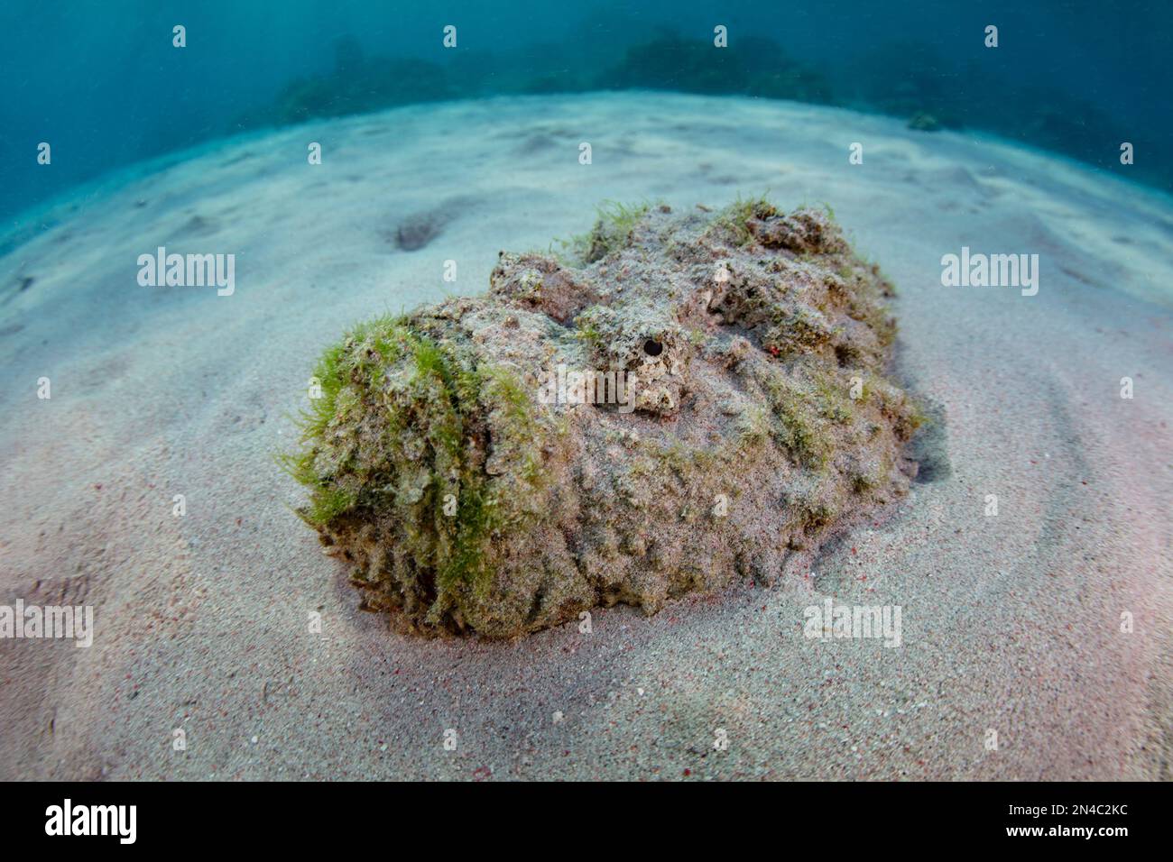 A highly venomous Reef Stonefish, Synanceia verrucosa, lies in wait to ambush prey on a sandy seafloor in Komodo National Park, Indonesia. Stock Photo